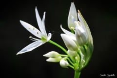 Fiore di aglio orsino / Bärlauchblüte  Ticino 04. 2021