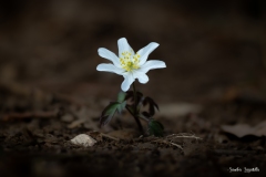 Anemone bianca / Busch- Windröschen 02.2023 Anemone bianca / Busch- Windröschen 02.2023