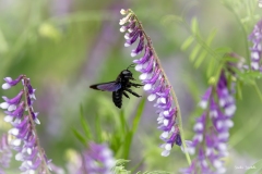 Ape legnaiola / Blauschwarze Holzbiene CH 06.2023