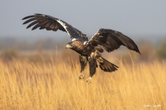 Aquila imperiale iberica / Spanischer Kaiseradler España 10. 2025 Aquila imperiale iberica / Spanischer Kaiseradler España 10. 2025