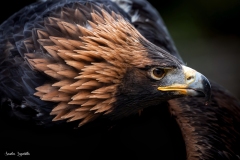 Aquila reale / Adler in ambiente protetto 2022 Aquila reale / Adler in ambiente protetto 2022