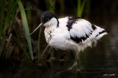 Avocetta / Säbelschnäbler Italia 04 2022 Avocetta / Säbelschnäbler Italia 04 2022