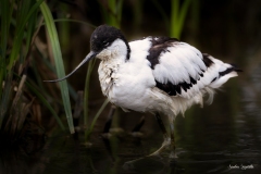 Avocetta / Säbelschnäbler Italia 04 2022