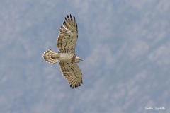 Biancone / Schlangenadler Ticino 08.2023 Biancone / Schlangenadler Ticino 08.2023