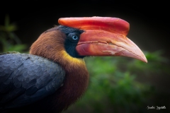 Bucero delle Filippine / Feuerhornvogel