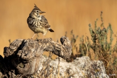 Cappellaccia / Haubenlerche España 10. 2025 Cappellaccia / Haubenlerche España 10. 2025