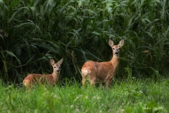 Capriolo col piccolo / Rehgeiss mir Kitz Ticino 08.2019