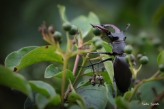 Cervo volante /Hirschkäfer Ticino 06.2018 Cervo volante /Hirschkäfer Ticino 06.2018