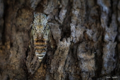 Cicala / Zikade Varigotti Italia 07 2018