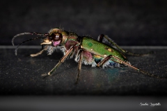 Cicindela campestris / Feld-Sandlaufkäfer Ticino 2.04.2023