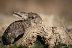 Coniglio selvatico / Wildkaninchen España 10. 2025 Coniglio selvatico / Wildkaninchen España 10. 2025