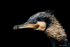 Cormorano / Kormoran Italia 04 2022 Cormorano / Kormoran Italia 04 2022
