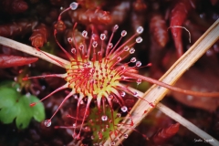 Drosera rotundifoglia / Rundblättriger Sonnentau Ticino 08 2021