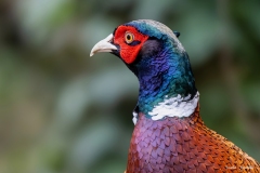 Fagiano comune / Fasan Italia 03.2026