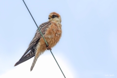 Falco cuculo ♀ / Rotfussfalke  ♀ Ticino 04. 2018