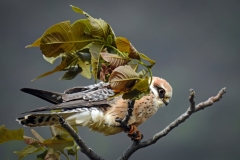 Falco cuculo ♀ / Rotfussfalke ♀ Ticino 04. 2017 Falco cuculo ♀ / Rotfussfalke ♀ Ticino 04. 2017