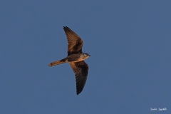 Falco della Regina / Eleonorenfalke Italia Sardegna 06 . 2022 Falco della Regina / Eleonorenfalke Italia Sardegna 06 . 2022