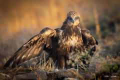 Falco di palude / Rohrweihe España 10. 2025 Falco di palude / Rohrweihe España 10. 2025