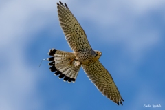 Gheppio / Turmfalke CH 05.2025
