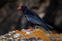 Gracchio corallino / Alpenkrähe Bretagne 07.2024