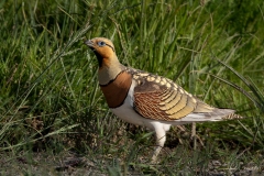 Grandule / Spiessflughuhn ♂ España 05.2026 Grandule / Spiessflughuhn ♂ España 05.2026