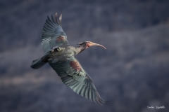 Ibis eremita / Waldrapp Avanti (549) Ticino CH 03.2025 Ibis eremita / Waldrapp Avanti (549) Ticino CH 03.2025