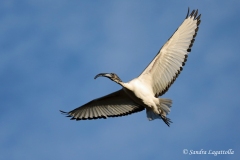 Ibis sacro Ticino gennaio 2019 Ibis sacro Ticino gennaio 2019