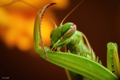 Mantide religiosa / Gottesanbeterin  Ticino 09 2019