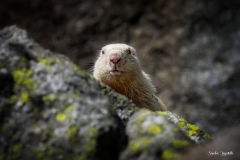 Marmotta bianca / Weisses Murmeltier Ticino CH 08. 2019 Marmotta bianca / Weisses Murmeltier Ticino CH 08. 2019