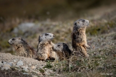 Marmotta / Murmeltier CH 05.2025