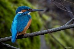 Martin Pescatore / Eisvogel CH 03.2023