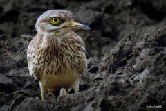 Occhione / Triel Ticino 05 2019 Occhione / Triel Ticino 05 2019
