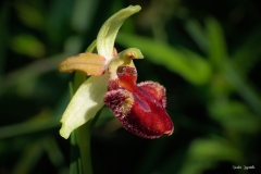 Ophrys sphegodes / Ofride verde-bruna / Gewöhnliche Spinnen-Ragwurz CH 04 2023