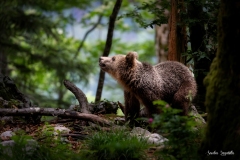 Orso bruno /Braunbär Slovenia/ Slowenien 05.2018