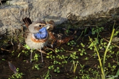 Pettazzurro golabianca / Weisssterniges Blaukehlchen Ticino 03 2017