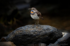 Pettazzurro golarossa / Rotsterniges Blaukehlchen  Svizzera / Schweiz  07.2019