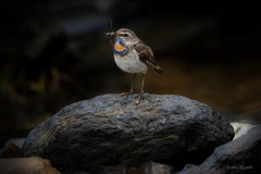 Pettazzurro golarossa / Rotsterniges Blaukehlchen Svizzera / Schweiz 07.2019 Pettazzurro golarossa / Rotsterniges Blaukehlchen Svizzera / Schweiz 07.2019