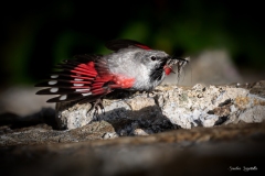 Picchio muraiolo / Mauerläufer Ticino  06 2021