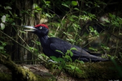 Picchio nero / Schwarzspecht Ticino 04.2017 Picchio nero / Schwarzspecht Ticino 04.2017