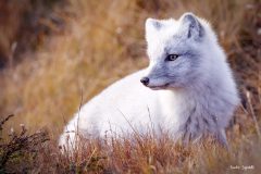 Volpe artica - Polarfuchs / Iceland 28.10.2021