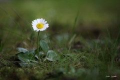 Pratolina comune / Gänseblümchen Pratolina comune / Gänseblümchen