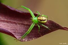 Ragno granchio su Scarpetta di Venere/ Krabbenspinne auf Frauenschuh CH 05.2022