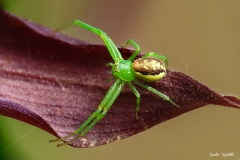 Ragno granchio su Scarpetta di Venere/ Krabbenspinne auf Frauenschuh CH 05.2022 Ragno granchio su Scarpetta di Venere/ Krabbenspinne auf Frauenschuh CH 05.2022