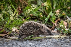 Riccio / Igel Riccio / Igel