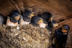 Rondine / Rauchschwalbe 07.2025 Rondine / Rauchschwalbe 07.2025