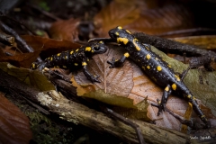 Salamandra/ Salamander Ticino Nov. 2021 Salamandra/ Salamander Ticino Nov. 2021