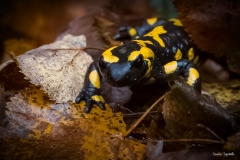 Salamandra/ Salamander  Ticino Nov. 2021