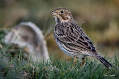 Strillozzo / Grauammer España 10. 2025 Strillozzo / Grauammer España 10. 2025