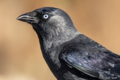 Taccola / Dohle España 10. 2025 Taccola / Dohle España 10. 2025