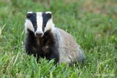 Tasso - Dachs (22.06.2018)